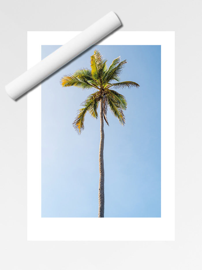 Cocotier 01