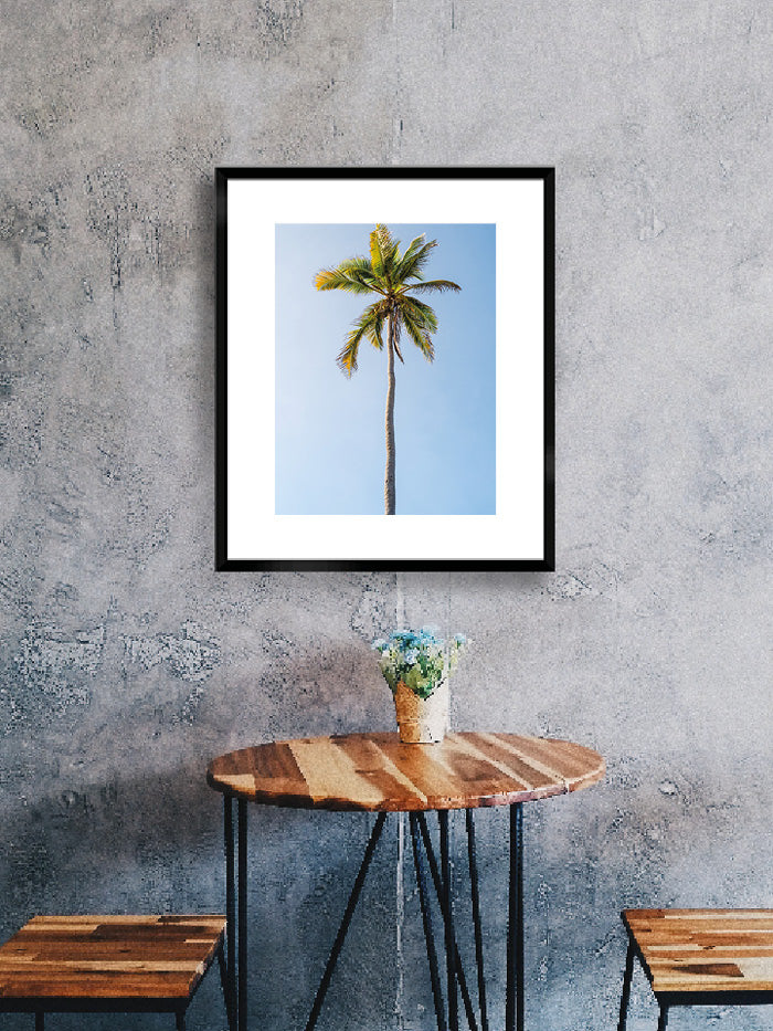 Cocotier 01