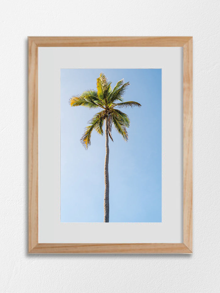 Cocotier 01