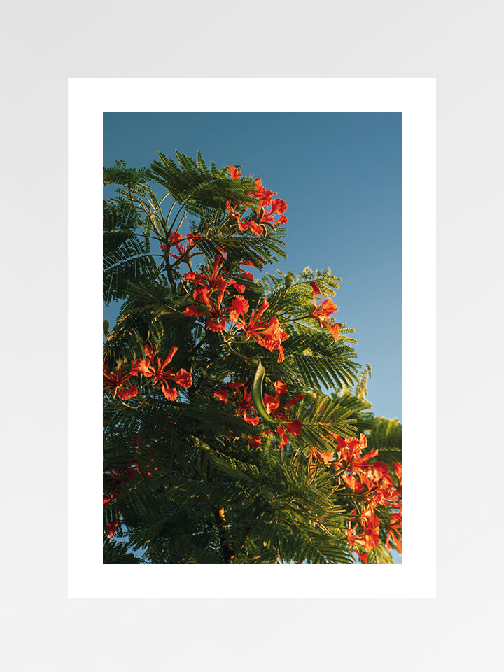 Flamboyant 01