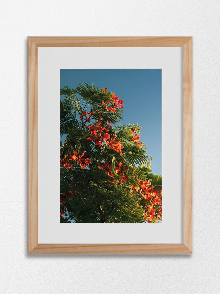 Flamboyant 01