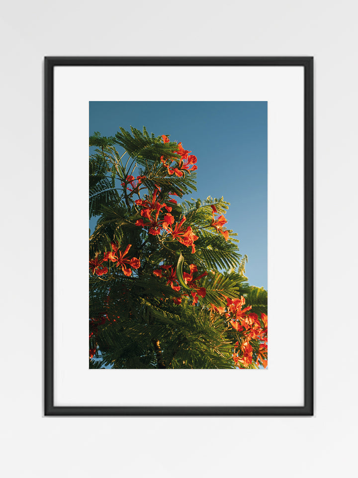 Flamboyant 01