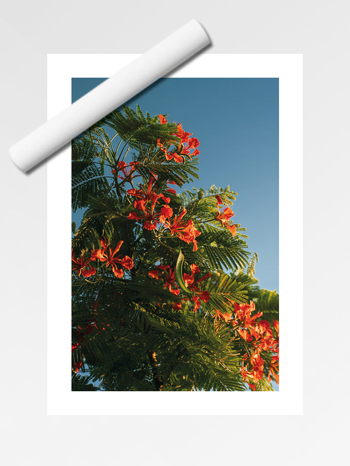 Flamboyant 01
