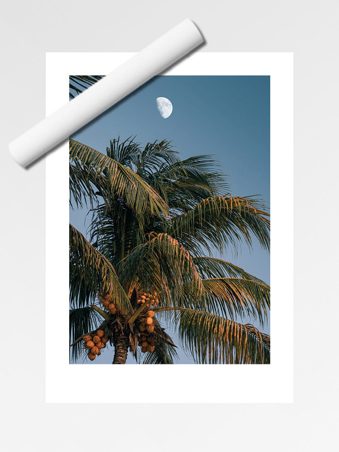 Lune et cocotier