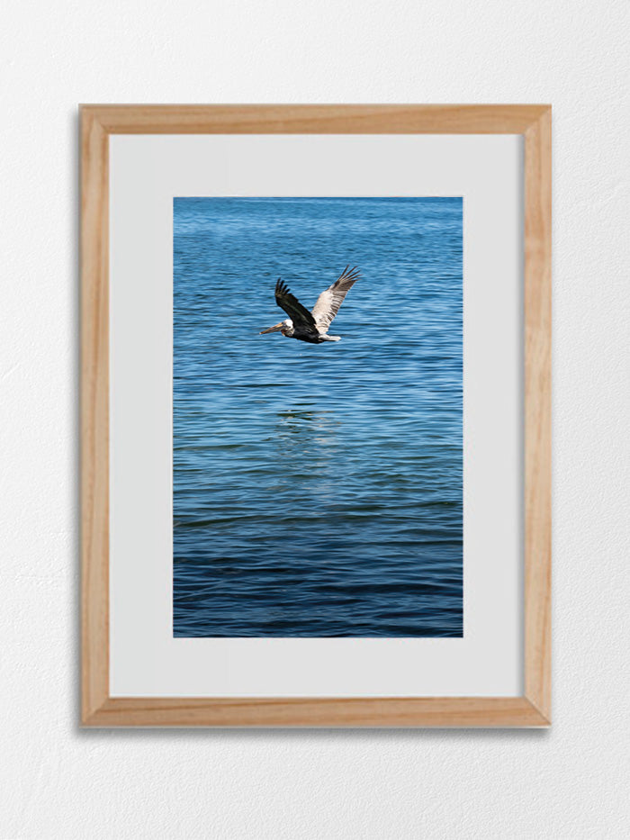 Pélican - 03