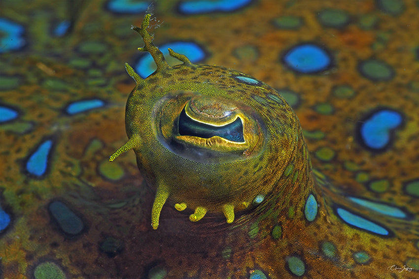 Périscope