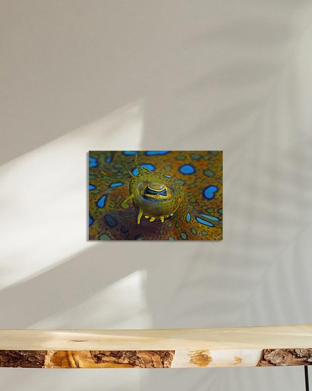 Périscope