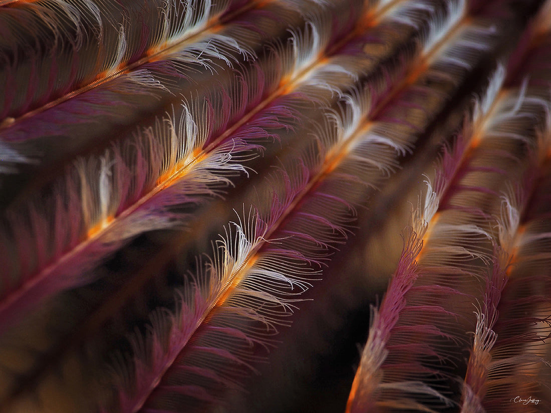 Plumes