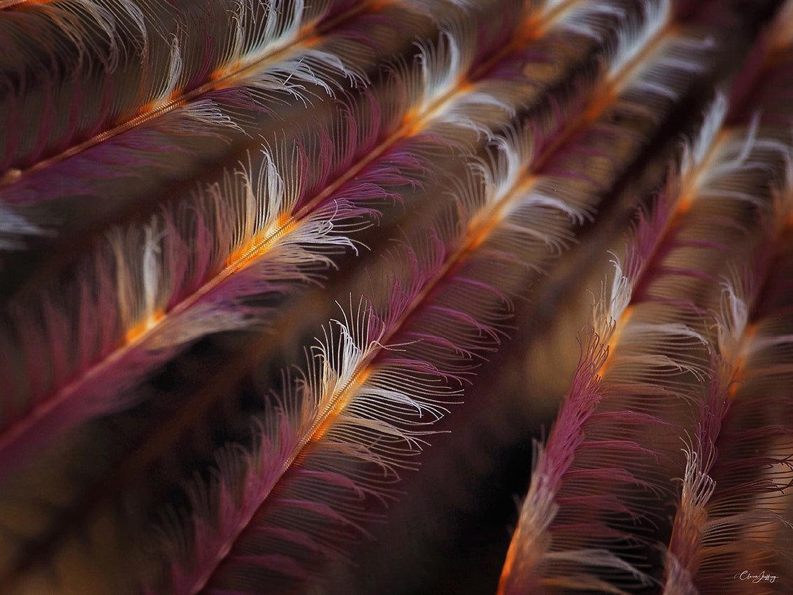 Plumes