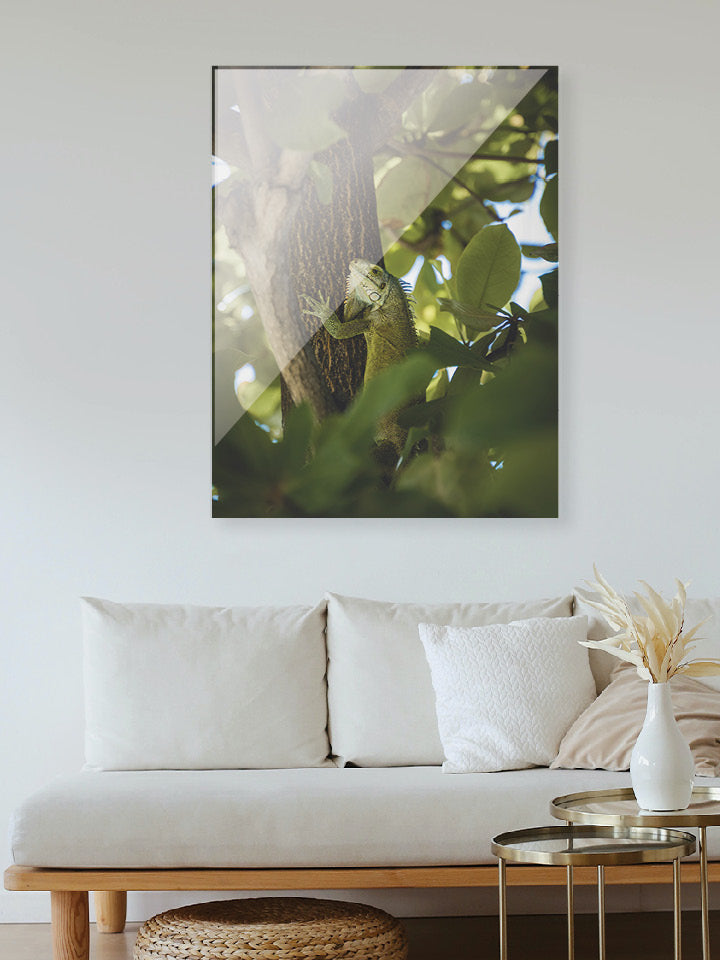 Vous avez ratez les iguanes des saintes . pas de problèmes on la capturer pour vous. plus qu&