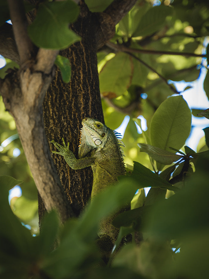 Iguane, Les Saintes - 01