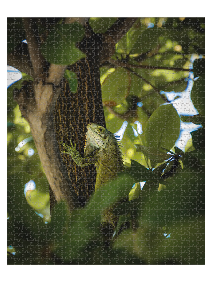 Iguane l&