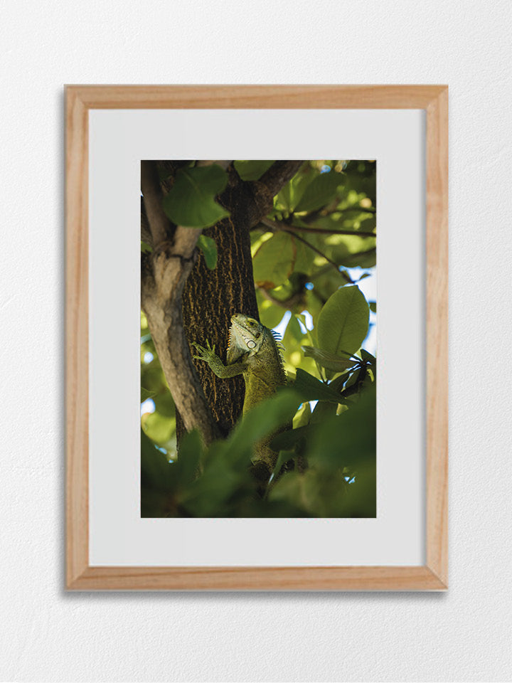 Iguane, Les Saintes - 01