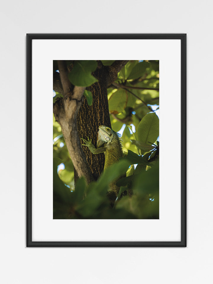 Iguane, Les Saintes - 01