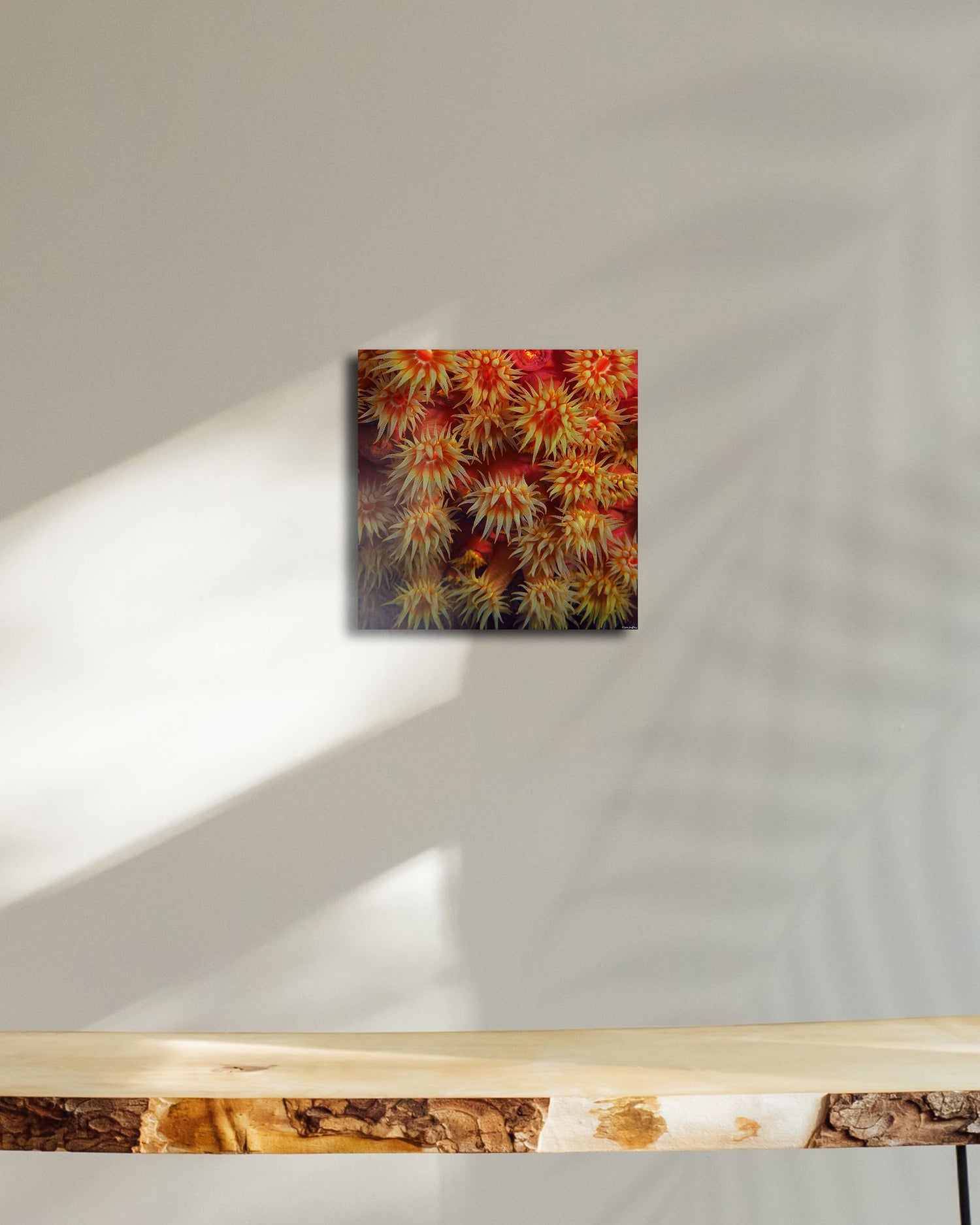 Tournesols