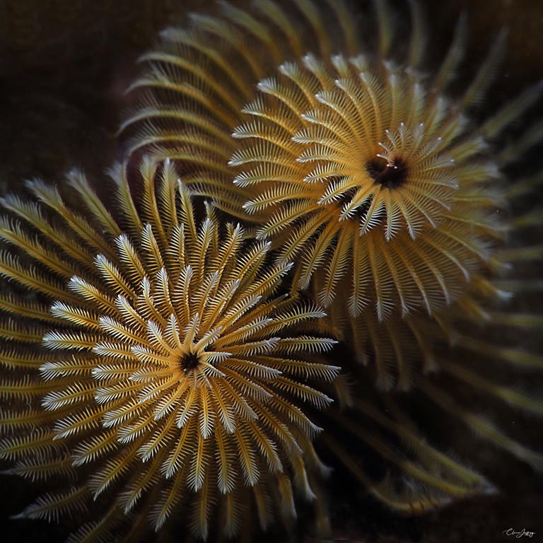 Spiro