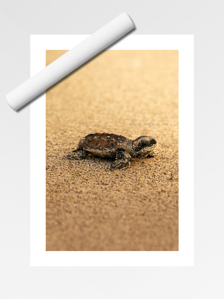 Tortue - Gold - 05