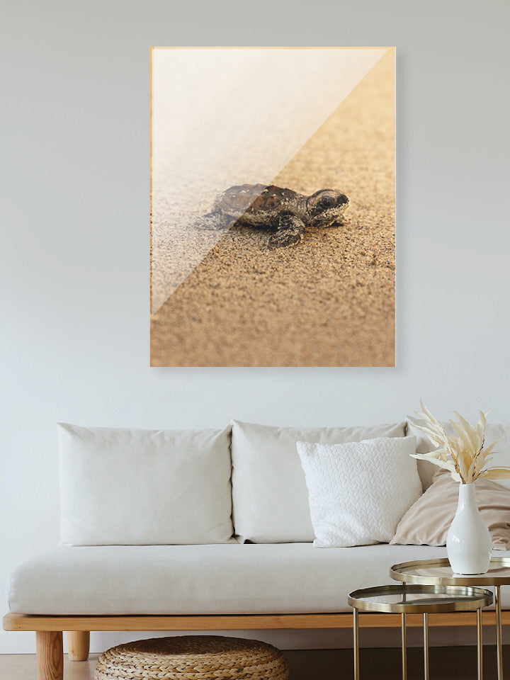 Tortue - Gold - 05