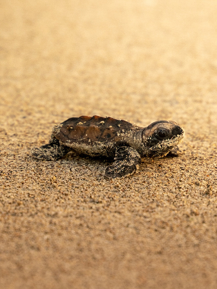 Tortue - Gold - 05
