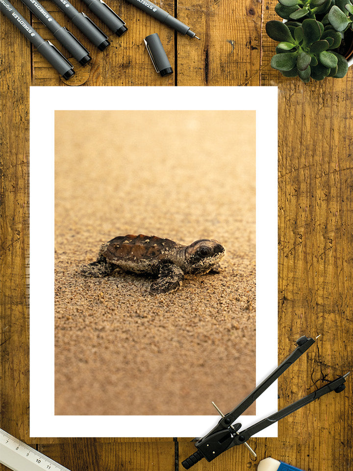 Tortue - Gold - 05