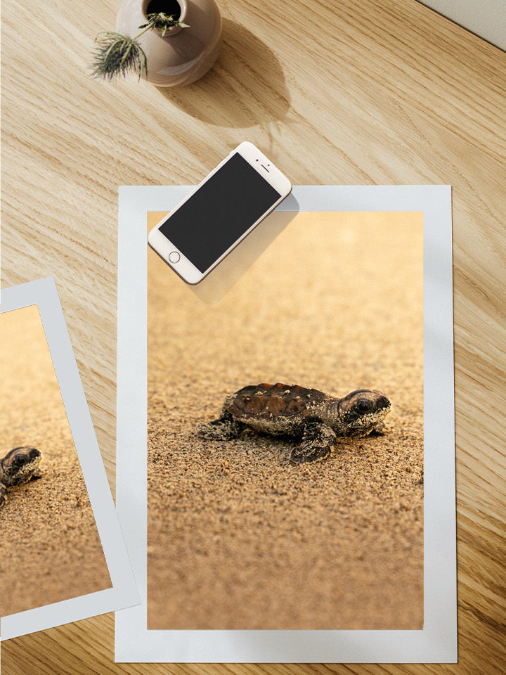 Tortue - Gold - 05