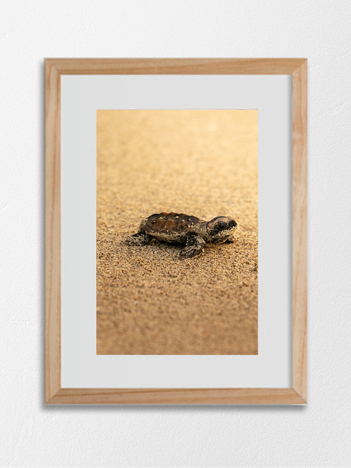 Tortue - Gold - 05
