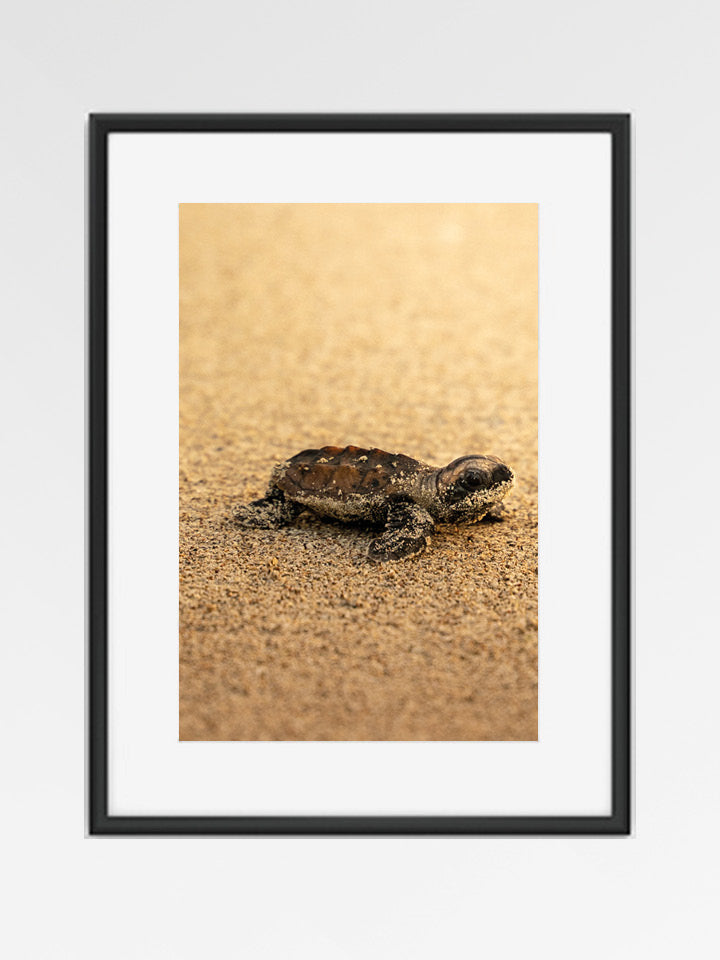 Tortue - Gold - 05