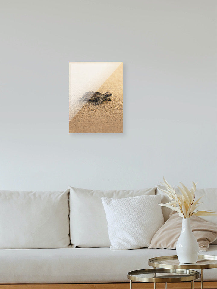 Tortue - Gold - 05