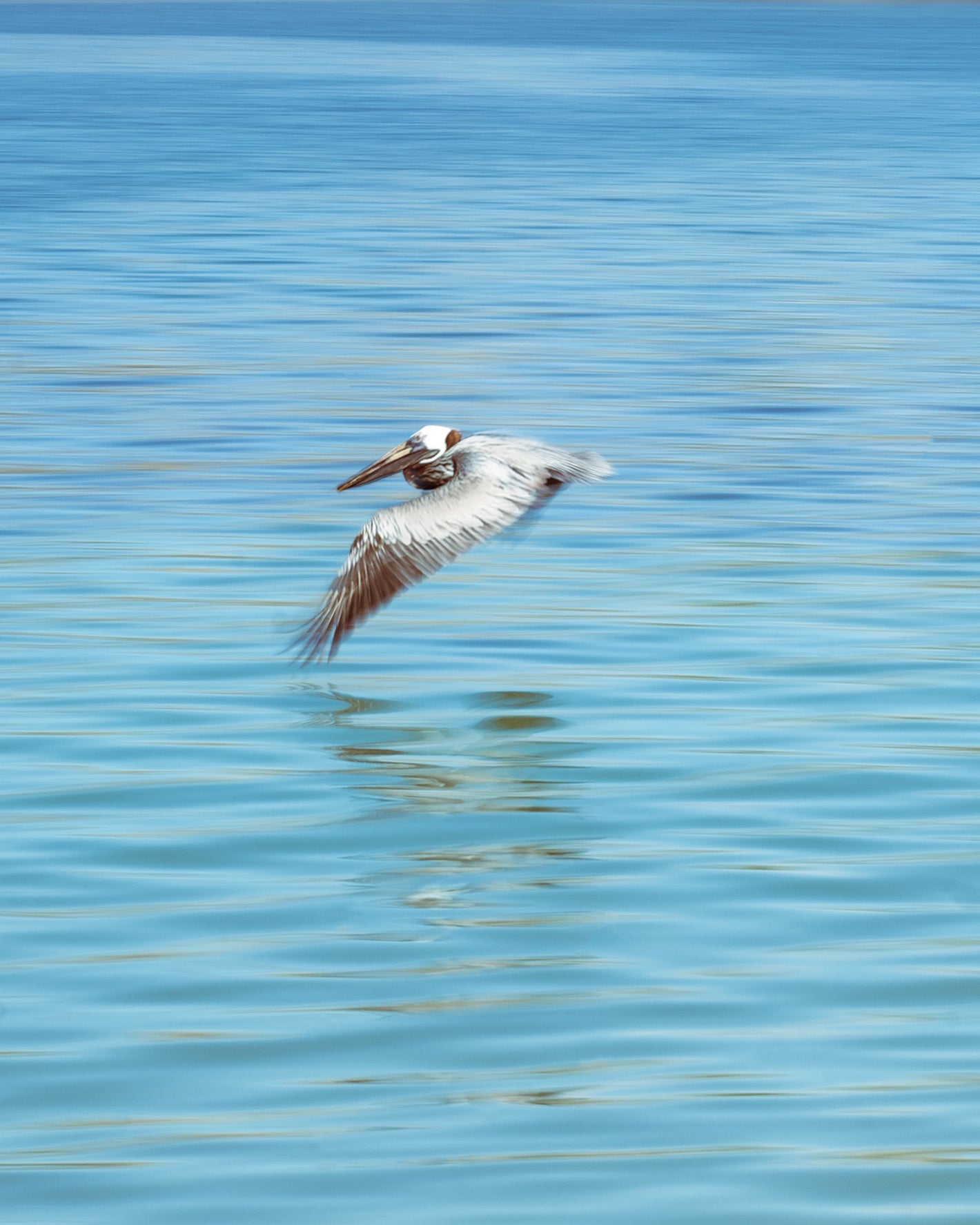 Un pélican, volant en raz motte au dessus de l'eau, il s'occupera de la livraison  de vos souvenir directement chez vous 