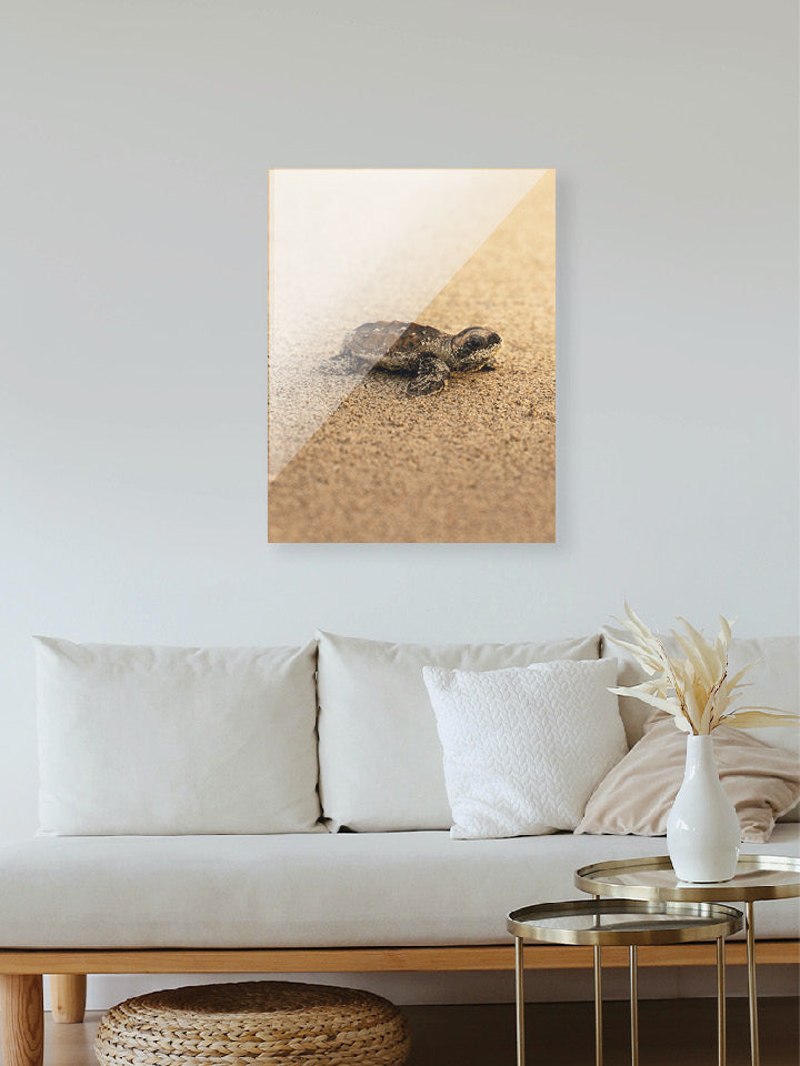 Tortue - Gold - 05